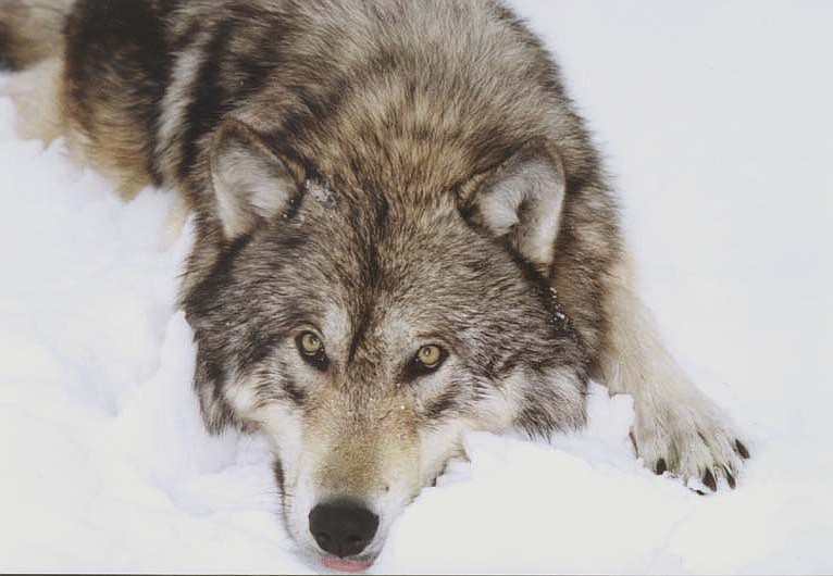 Idaho wolf populations remain stable despite higher mortality Bonner County Daily Bee